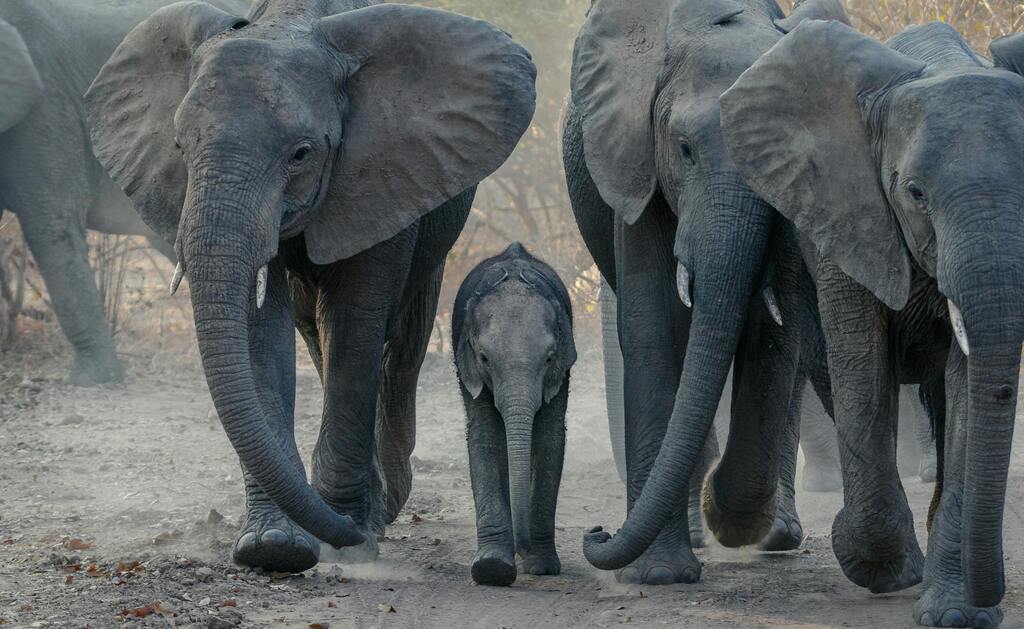 A group of Zambia elephants, including a baby elephant in the middle